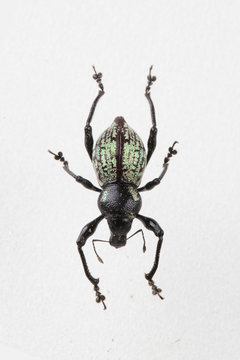 The mysterious world of insects
