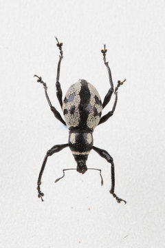 The mysterious world of insects
