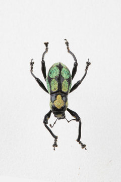 The mysterious world of insects
