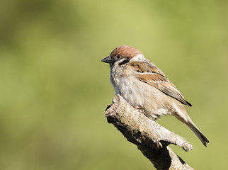 Eurasian Tree Sparrow