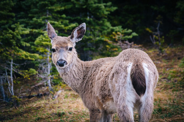 Naklejka na ściany i meble Deer at Hurricane Ridge, in Olympic National Park, Washington.