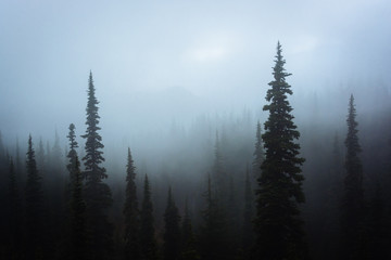 Obraz premium Pine trees in fog, at Hurricane Ridge, in Olympic National Park,