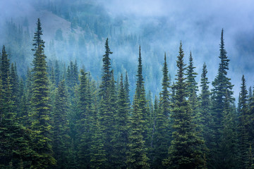 Pine trees in fog, at Hurricane Ridge, in Olympic National Park,