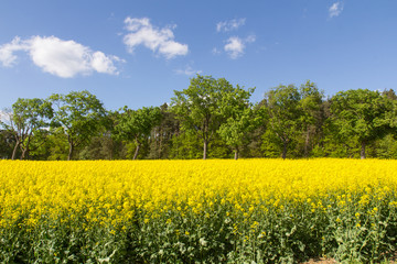 Obraz premium Spring landscape in Bavaria