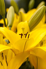 Obraz premium yellow lily 