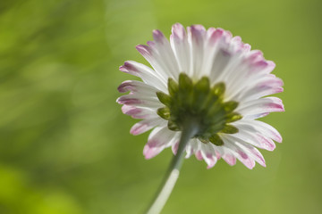G&auml;nsebl&uuml;mchen