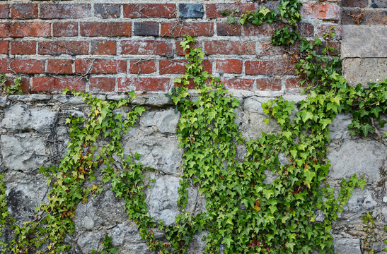 Ivy on a rough brick wall