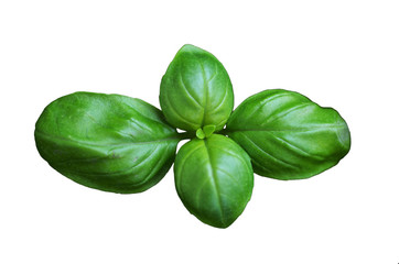 Fototapeta premium Isolated basil