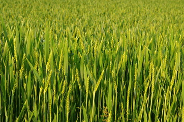 Young wheat