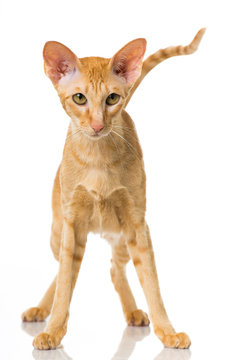 27 Best Orientalische Kurzhaar Katze Images Stock Photos Vectors Adobe Stock