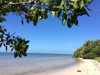 Secluded beach with mangrove tree on the Florida Keys