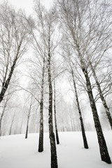 Fototapeta na wymiar winter forest 