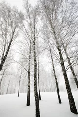 Foto auf Leinwand winter forest   © rsooll