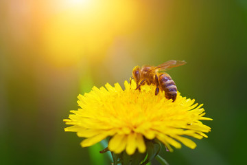 Close-up portrait of a bee on a yellow dandelion.