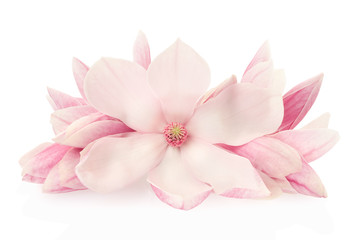 Magnolia, pink spring flowers and buds on white, clipping path - obrazy, fototapety, plakaty