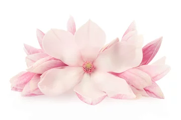 Gardinen Magnolie, rosa Frühlingsblumen und Knospen auf Weiß, Freistellungspfad © andersphoto