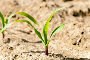 corn sprout 