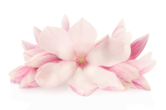 Fototapeta Magnolia, różowa wiosna kwitnie i pączkuje na bielu, ścinek ścieżka