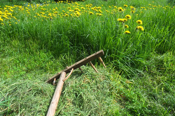 rustic wooden rake with dandelions