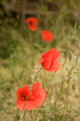 Naklejka premium Klatschmohn
