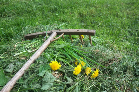 rustic wooden rake with dandelions