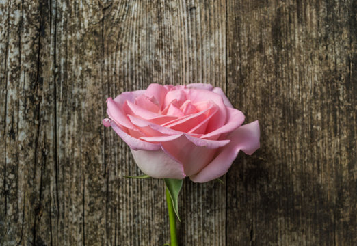 Pink rose over wooden background