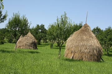 Siano - snopki © agatop