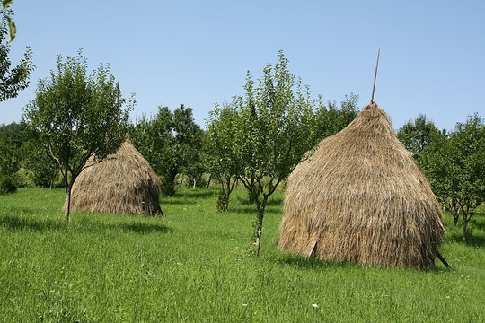 Siano - snopki