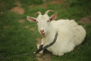 Naklejka na ściany i meble goat