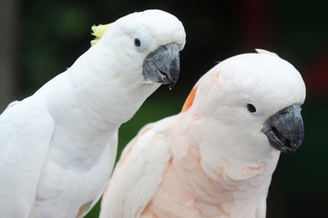 White cockatoos