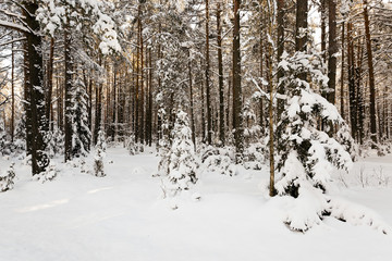 fir-tree in the winter  