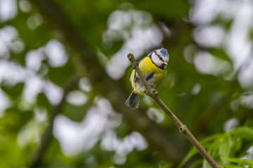 Blaumeise (Parus caelureus)