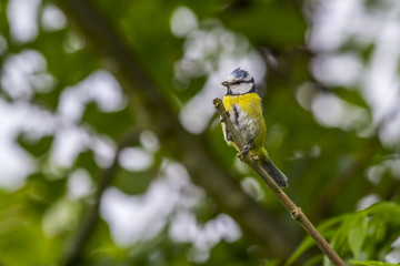 Blaumeise (Parus caelureus)