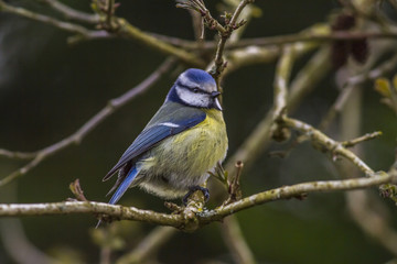 Blaumeise (Parus caelureus)