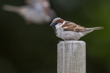 Haussperling (Passer domesticus)