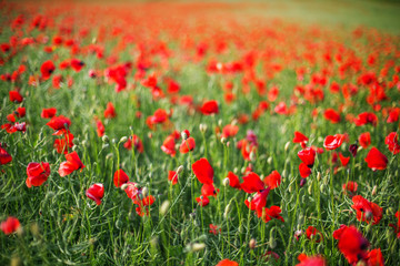 Field of bright red poppy flowers in summer