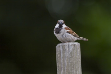 Haussperling (Passer domesticus)