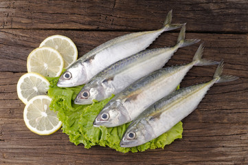 Mackerel