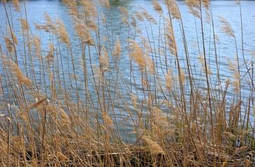 Fototapeta premium Reed Canes at the River