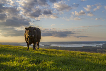 bull with a fantastic view