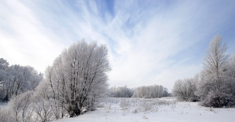 Obraz na płótnie Canvas winter forest 