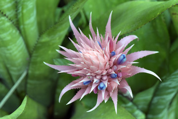 Bromelia florida