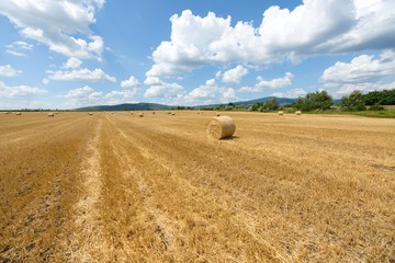 Hay bails on the field