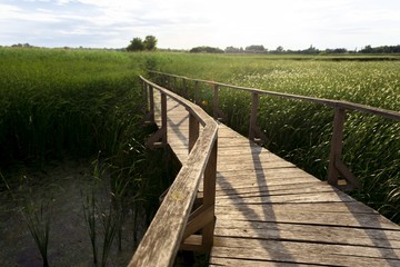 Obraz premium Wooden path trough the reed