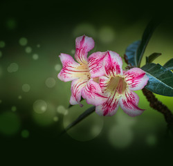 Azalea flowers with background design