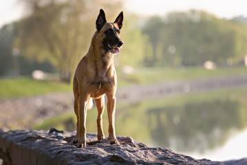 Cute Belgian Shepherd Dog, portrait in summer - obrazy, fototapety, plakaty