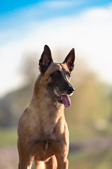 Cute Belgian Shepherd Dog, portrait in summer