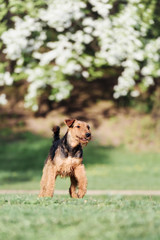 Airedale runs and jumps in the Park