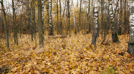 Fototapeta premium the autumn wood 