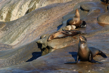 California Sea lions (Zalophus Caslifornianus)